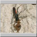 wegwespe-11mm-01-mit Spinne.jpg